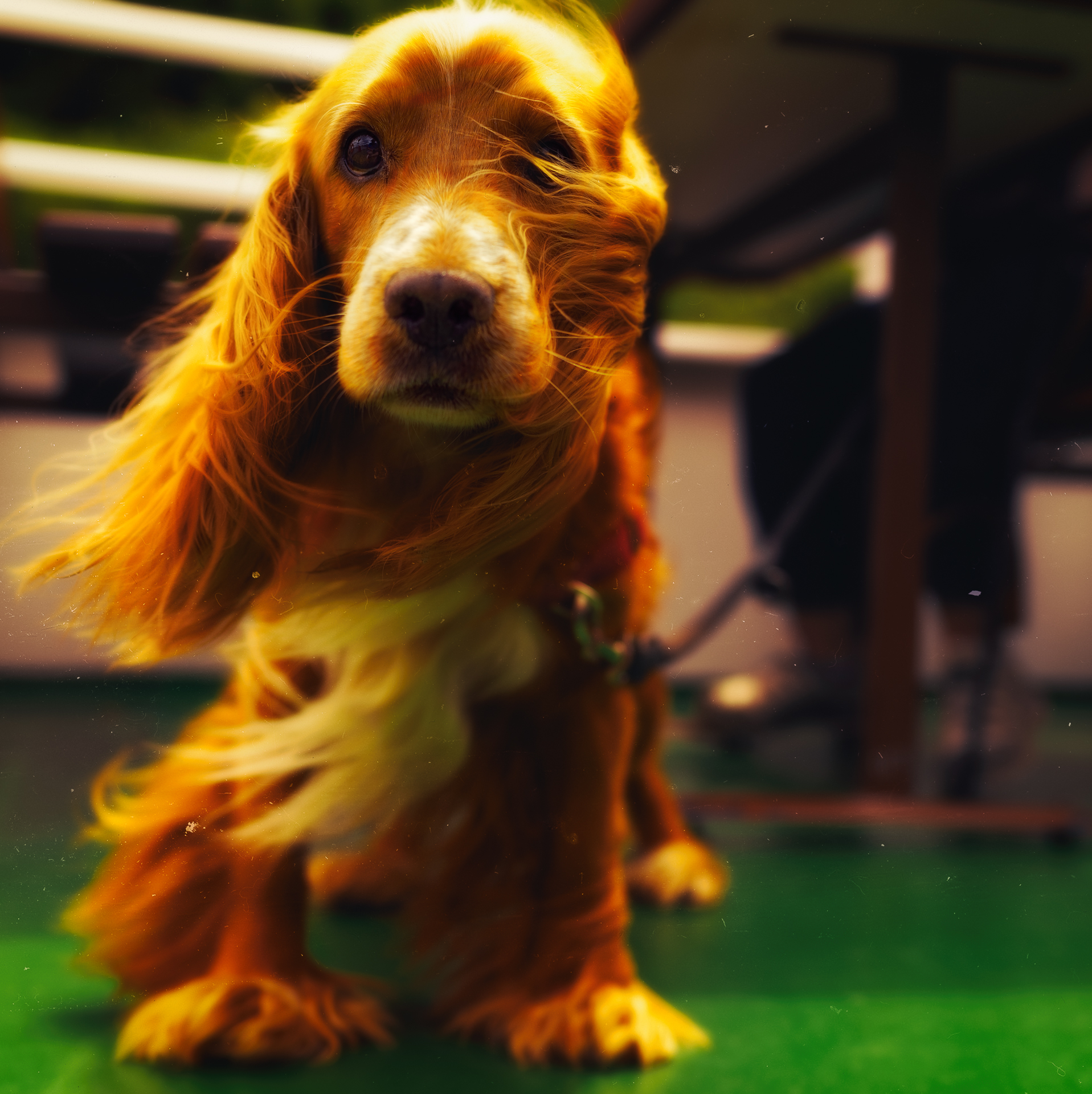 The old Dog & the everlasting wind