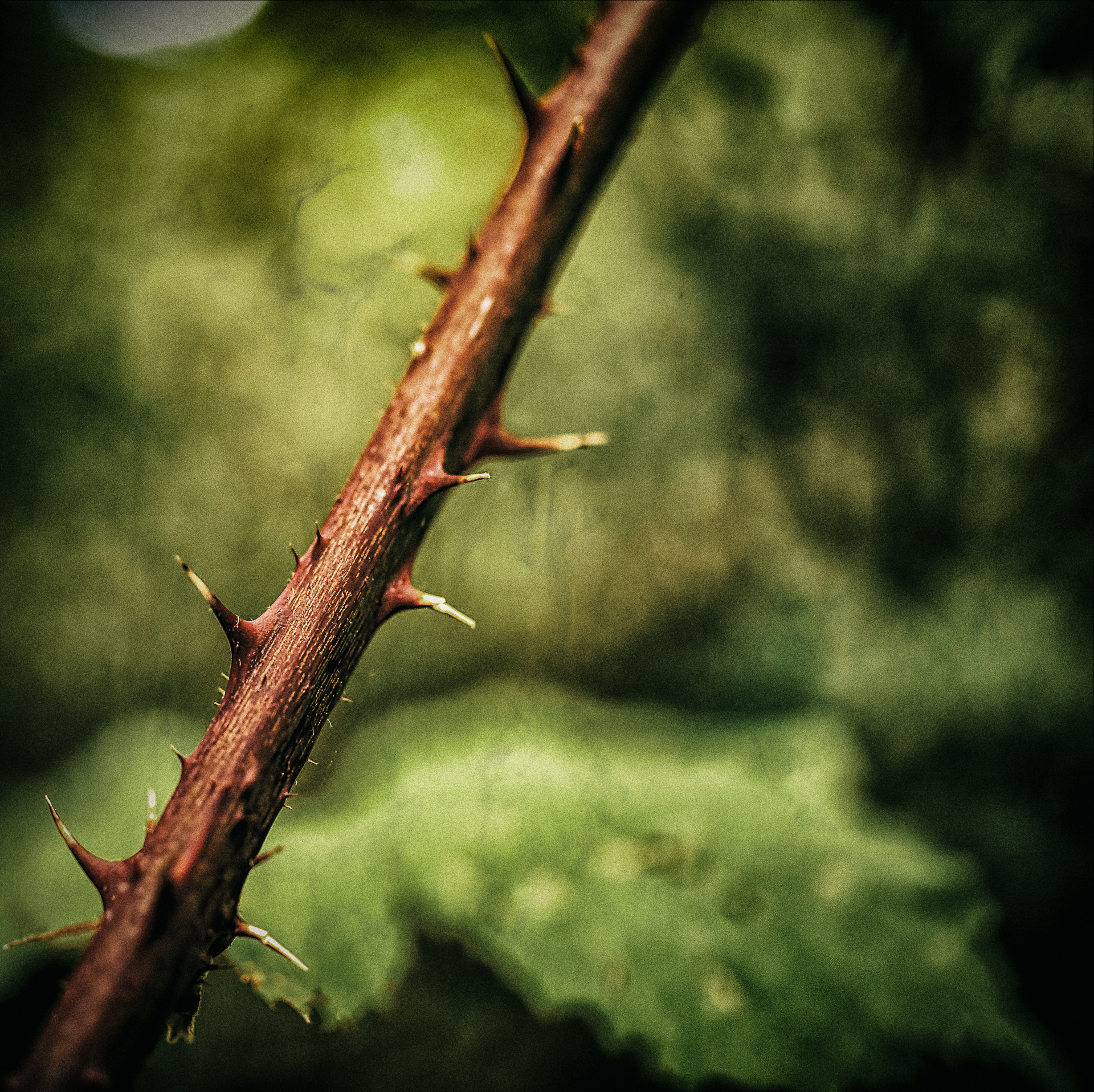 IMG_1819-BA-BA-BA-BA-BA.Blog