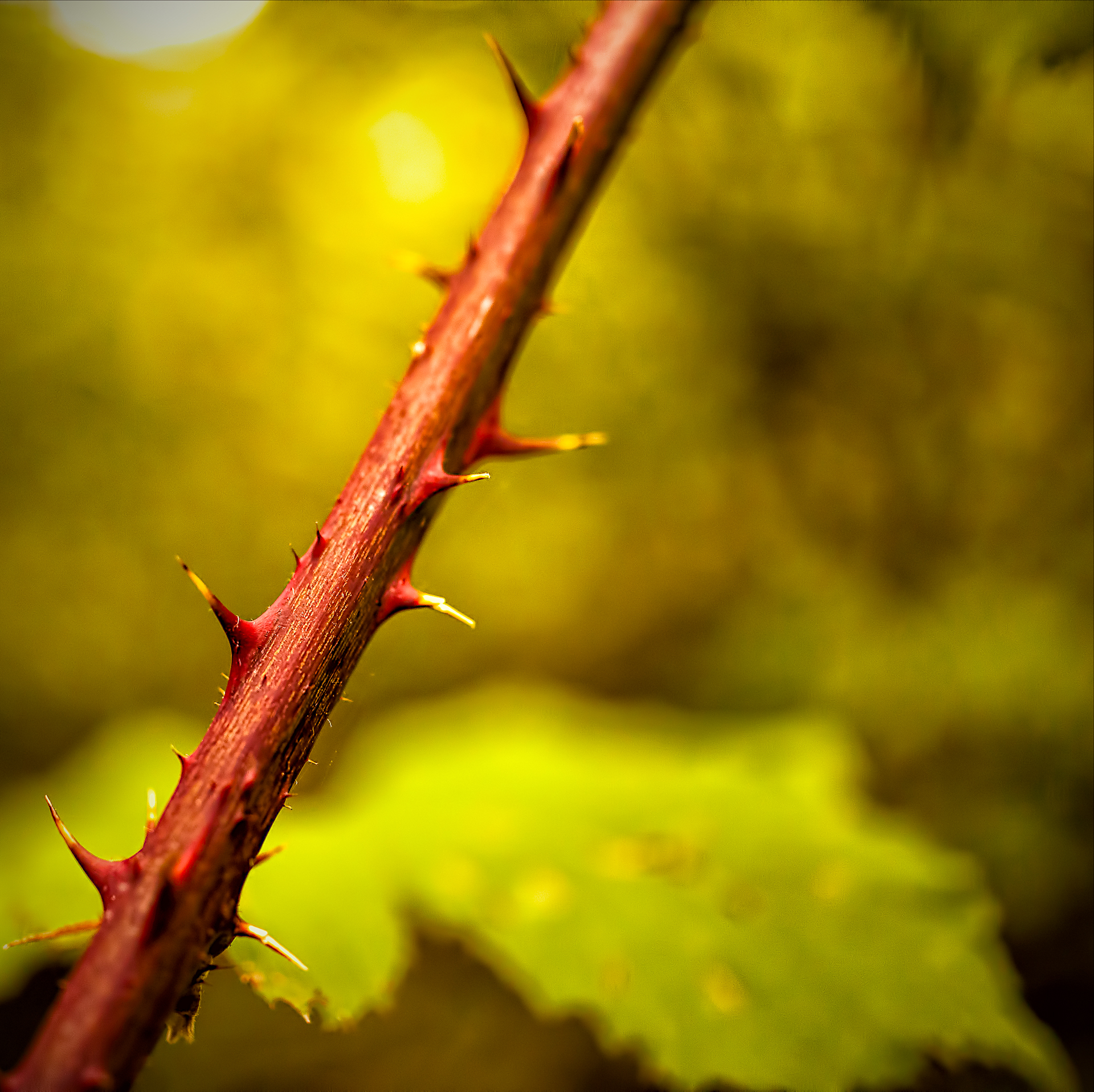 IMG_1819-BA-BA-BA-BA.Blog