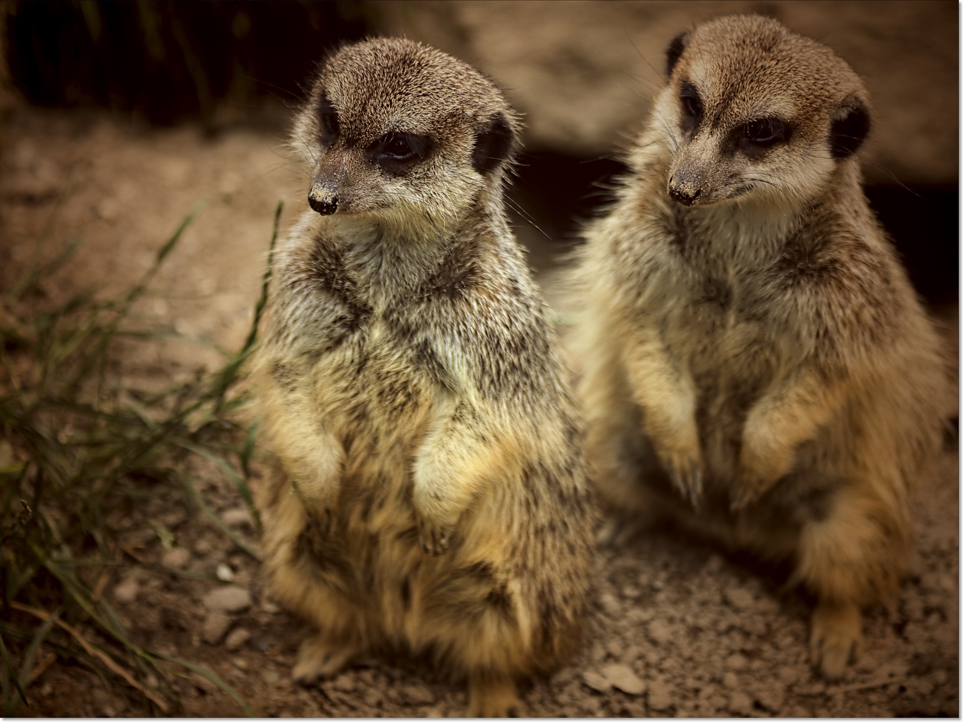 IMG_8228-BA-BA-BA-BA-2-BA-BA.Twitter