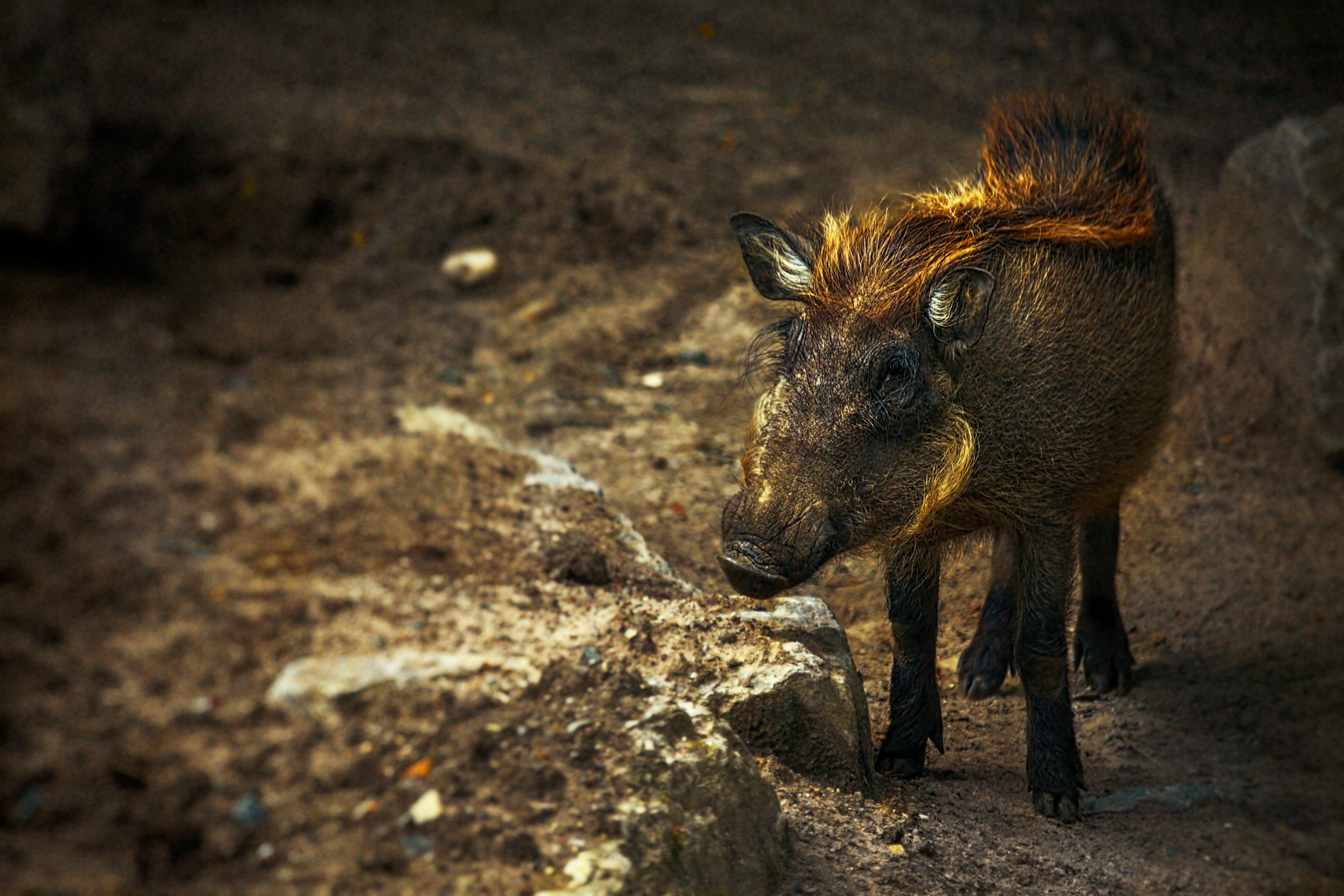 IMG_8249-BA-BA-2-BA.Twitter